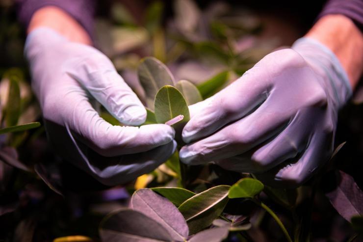 <p>A GTRI researcher installs air sampling equipment used to collect volatile organic compounds from peanut plants. Analyzing the compounds could indicate when the plants are under stress, allowing farmers to adjust growing conditions. (Photo: Branden Camp, Georgia Tech)</p>