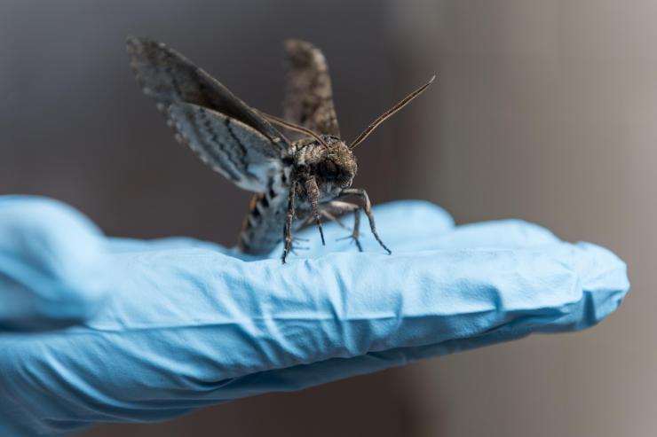 <p>Hawkmoth on hand</p>