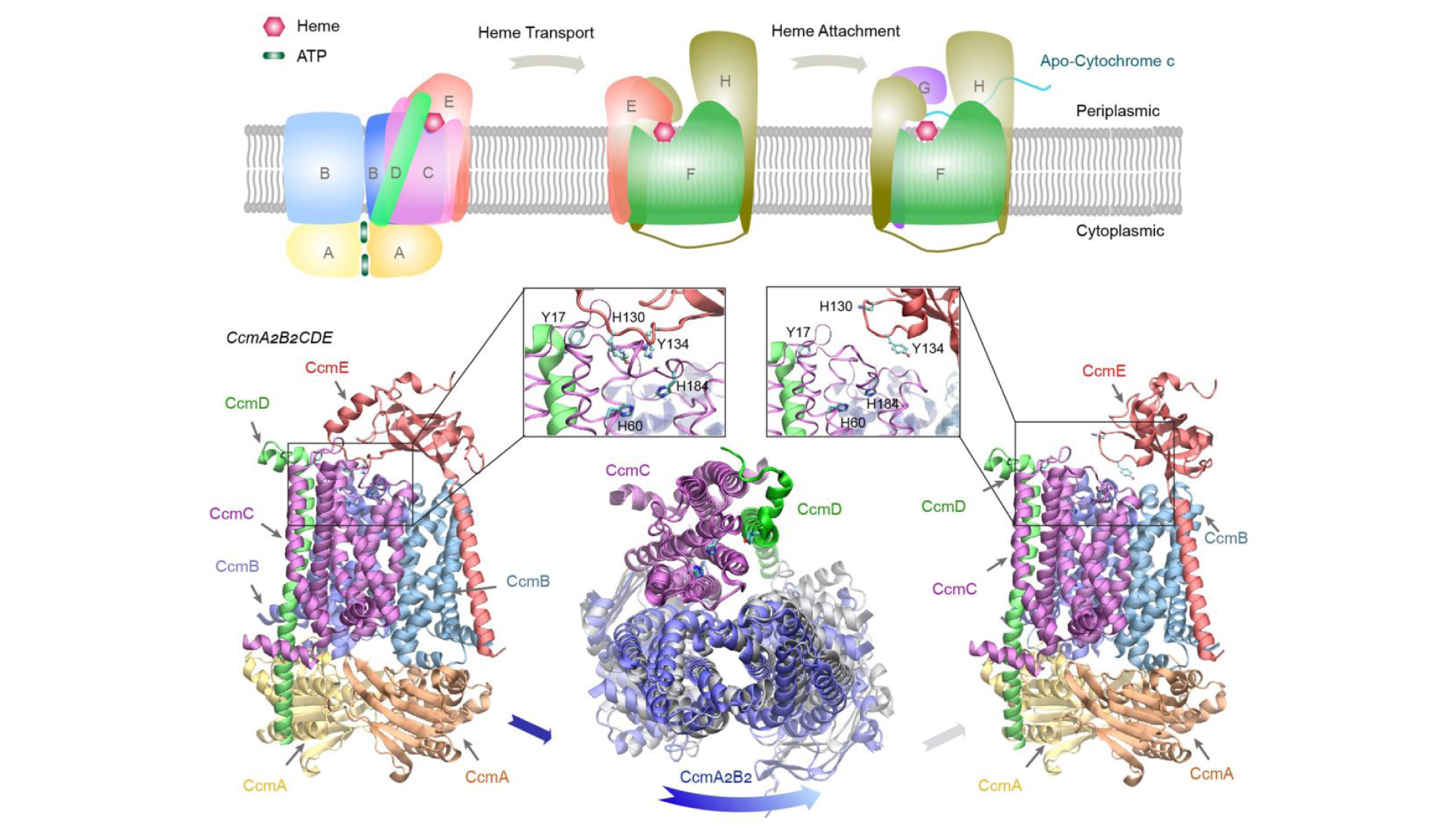 E. coli. cytochrome c maturation system I and the predictions of protein quaternary structures by AF2complex. 