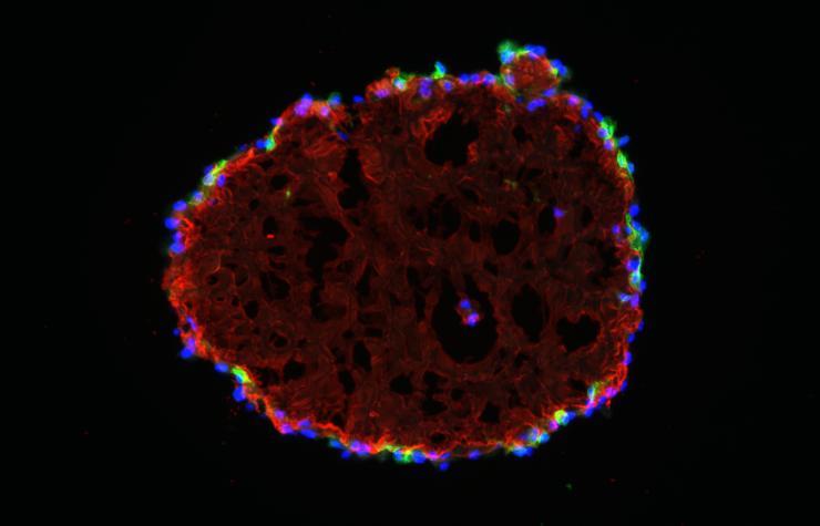 <p>This proximal tubule organoid is 30 days old, and will survive at least another 60 days. The 90-days is a record for a drop culture of any kind.</p>