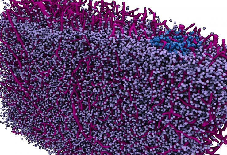 <p>A "navigational map view" of a section of a mouse brain. Like the map view of an Earth imaging program, this image of a brain section takes cues from actual imaging performed with highest-energy X-rays at a synchrotron and turns them into a graphic depiction. The imaging concentrates on a mesa-scale of the brain analogous to the map view of Google Earth. The scale could be useful in studying how the brain computes.</p>