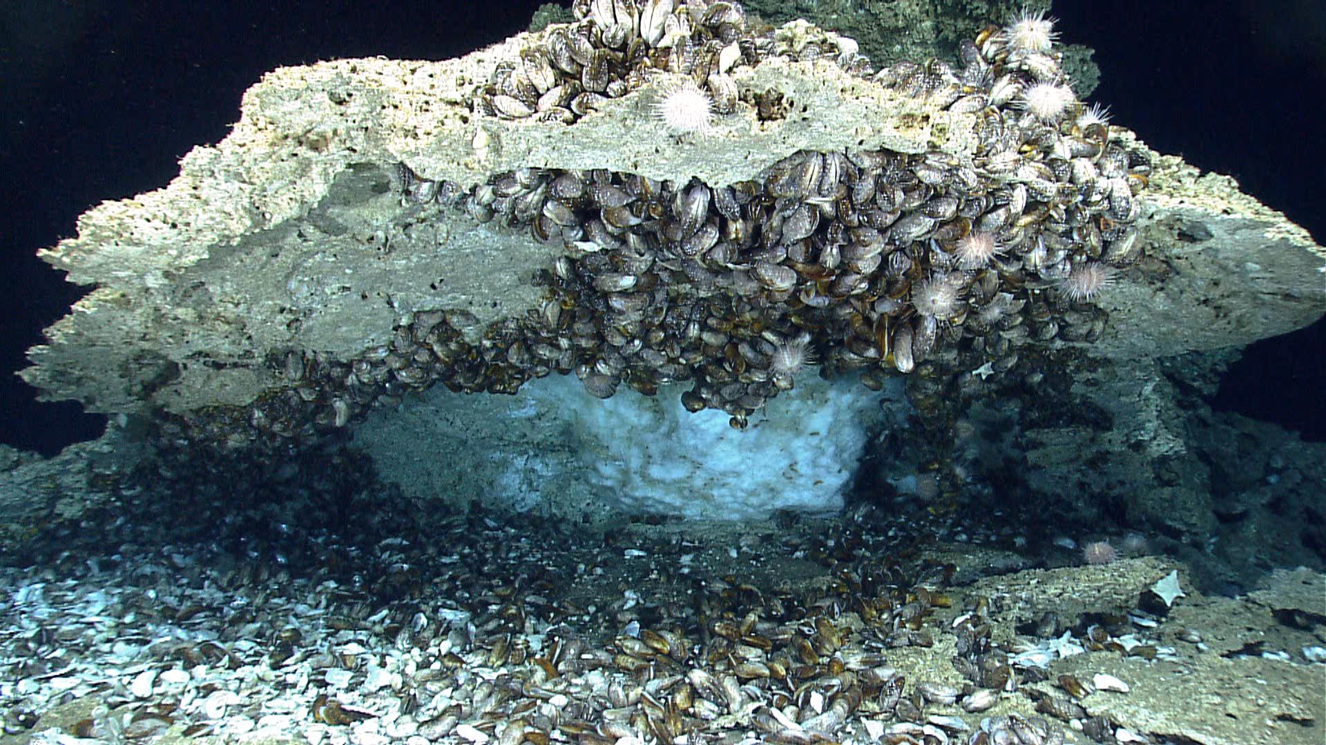 A rock with mussels attached has a block of ice underneath it. 