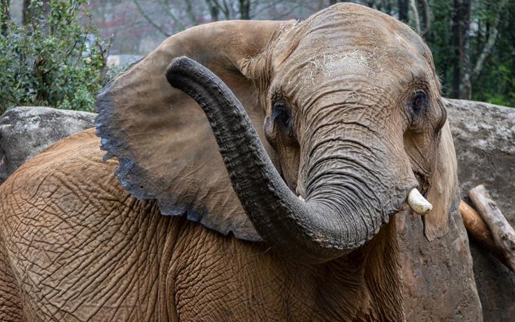 An African savanna elephant (Courtesy: Andrew Schulz/Zoo Atlanta)