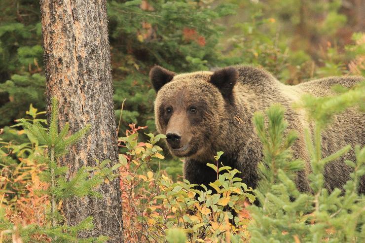 <p>Grizzly bears (Ursus arctos), like this one photographed on the Bridger-Teton National Forest in Wyoming, require large areas to roam and tend to favor mesic, meadow and shrub habitats where there is ample food. (Credit: U.S. Forest Service)</p>