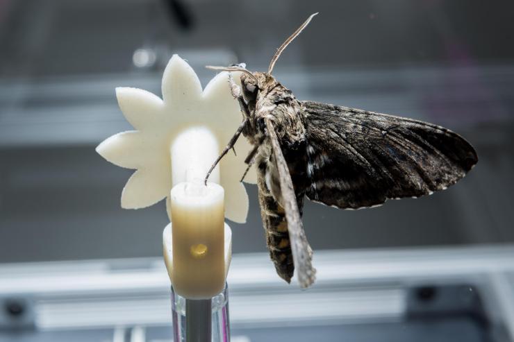 <p>A hawk moth is shown on a robotic flower used to study the insect’s ability to track the moving flower under low-light conditions. The research shows that the creatures can slow their brains to improve vision under low-light conditions – while continuing to perform demanding tasks. (Credit: Rob Felt, Georgia Tech)</p>