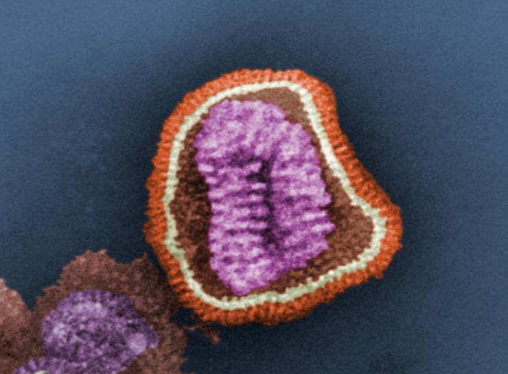 <p>A digitally-colorized, negatively-stained transmission electron microscope image shows the details of an influenza virus particle. (Credit: CDC - Frederick Murphy)</p>