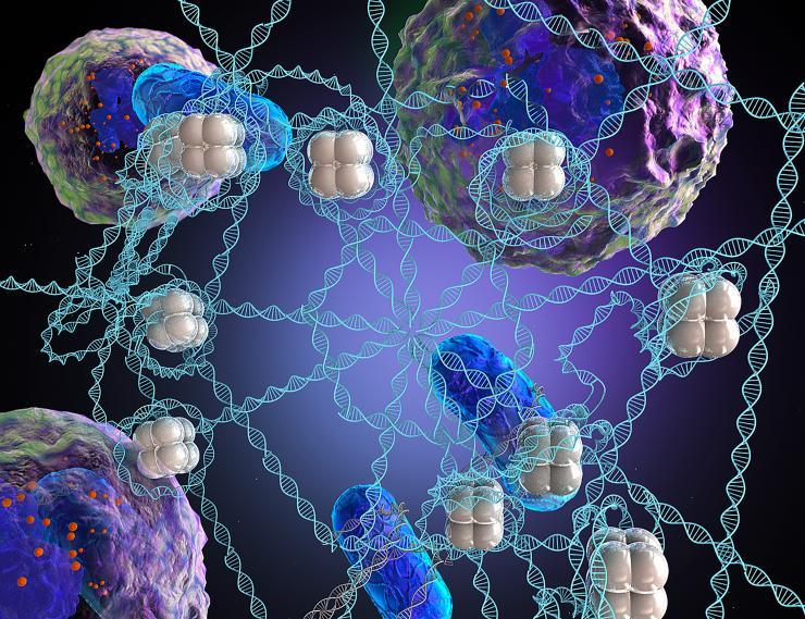 <p>Nature inspired this synthetic microweb that nabs bacteria and allows antibiotics to more effectively kill them. White blood cells shoot so-called NETs like Spiderman at bacteria. NETs contain hundreds of ingredients, the main one being DNA, but researchers engineered their microweb with just DNA and one other ingredient. Credit: Georgia Tech / Ella Maru Studio (work for hire)</p>