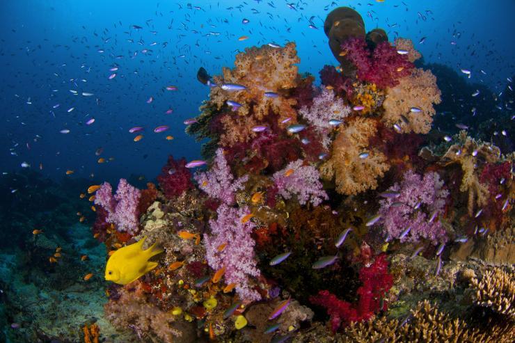 <p>At a lively reef where fishing is banned, corals thrive, and fish eat seaweed that would otherwise vastly outcompete and endanger the corals. Fisheries regulations appear to protect reefs and may buy some insurance against mass coral death in ocean warming events. But even protected reefs die off if their waters get too hot too long. Credit: Georgia Tech / Hay lab</p>