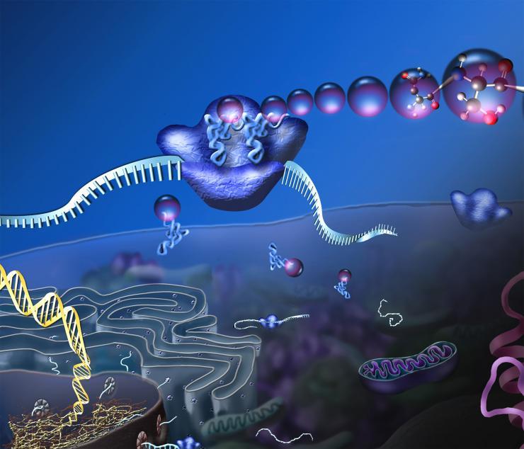 <p>The ribosome (center) is the core of the translational system illustrated here. The system reads DNA via RNA and turns it into proteins to make all beings live. </p>

<p>Credit: National Science Foundation, public domain</p>