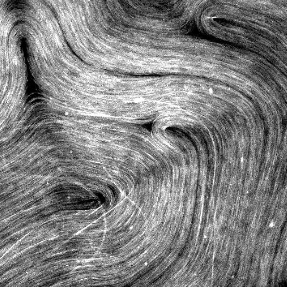 Microtubules