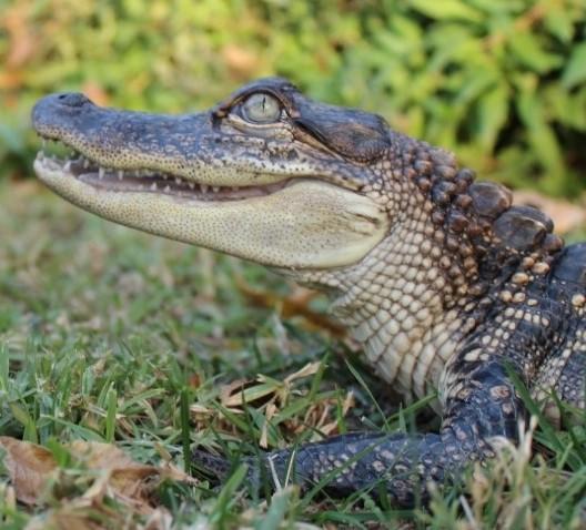 Both humans and alligators have four-chamber hearts, but alligator hearts are uniquely resilient to temperature extremes. (Photo credit: Z. Owerkowicz) 