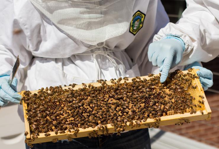 <p>Beekeepers on the roof of the G. Wayne Clough Undergraduate Learning Commons building</p>