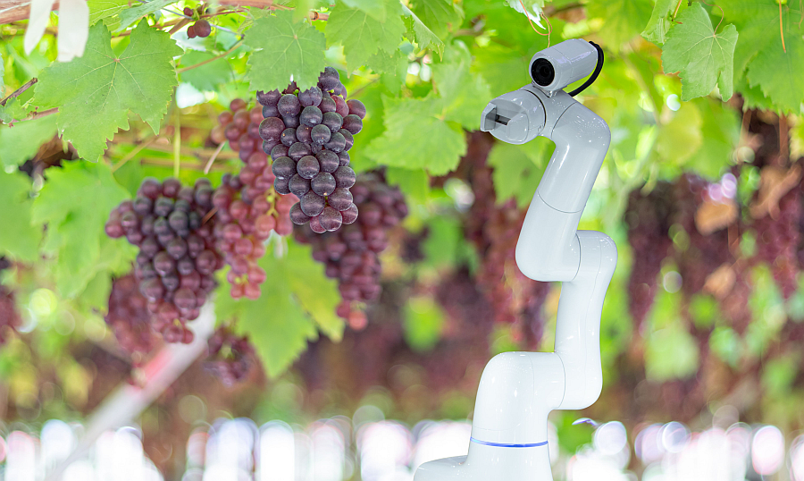 Robot in Vinyard